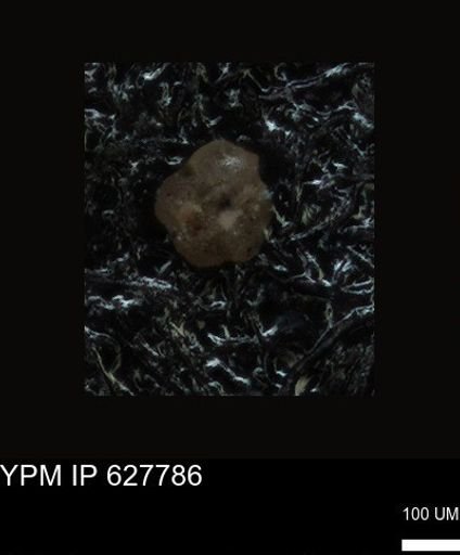 undet. Foraminiferida
