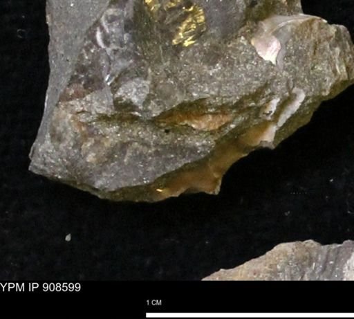 undet. Mollusca
