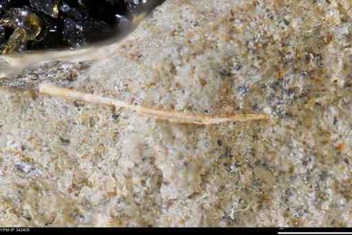 undet. Bivalvia