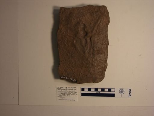 Anchisauripus hitchcocki