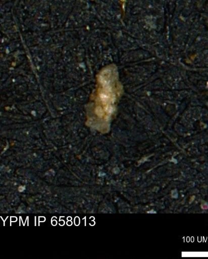 Verneuilinoides kansasensis