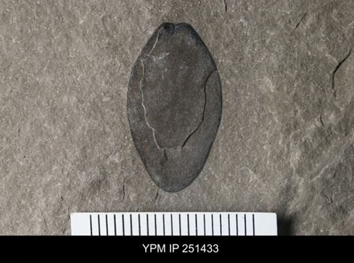 undet. Eurypterida