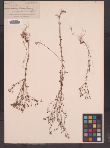 Hypericum mutilum