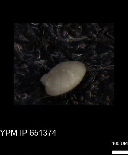 undet. Foraminiferida