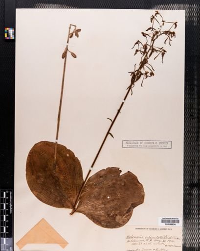 Habenaria orbiculata