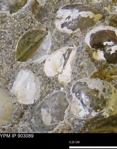 Corbulamella sp.