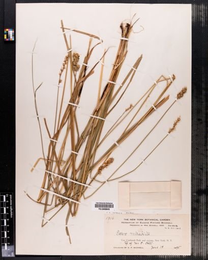 Carex normalis