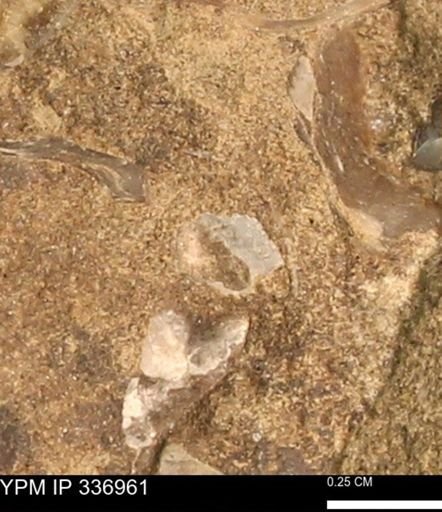 undet. Mollusca