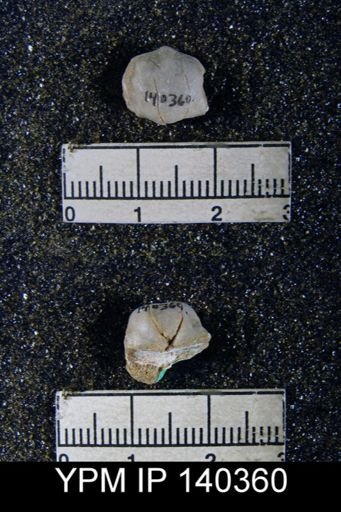 Chonetella nasuta