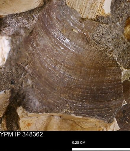 Limopsis striatopunctatus