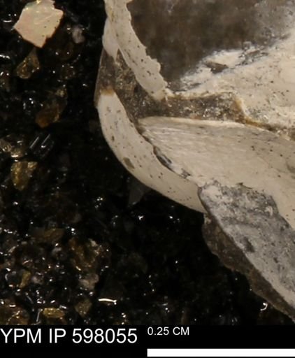 Protocardia?