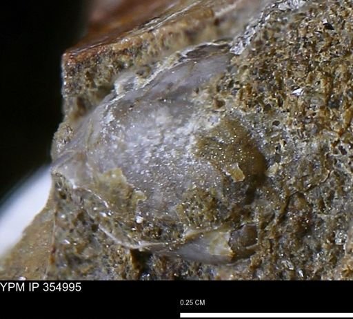 Mollusca