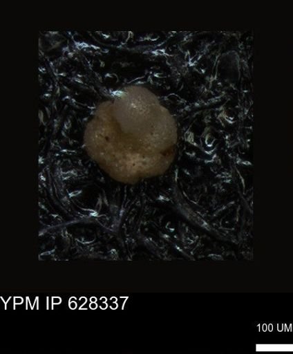undet. Foraminiferida