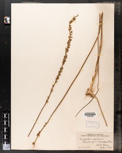 Triglochin maritima