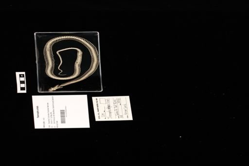 Thamnophis sirtalis