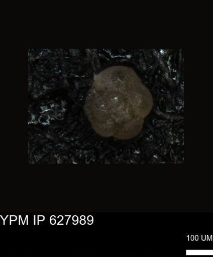 undet. Foraminiferida