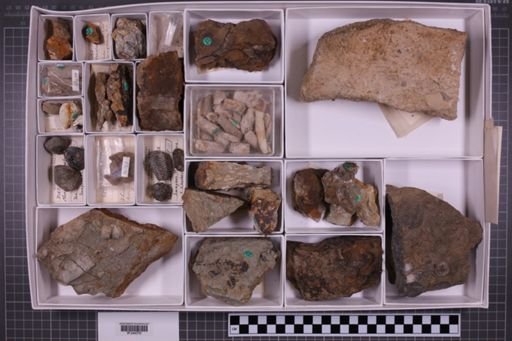 mixed taxa, stratigraphic collection