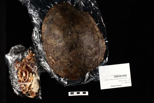 Chelodina expansa