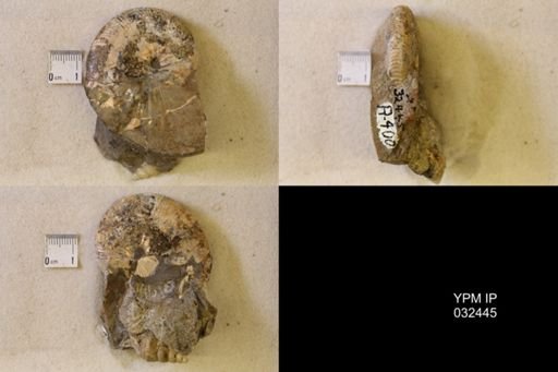 Hoploscaphites nicolletii