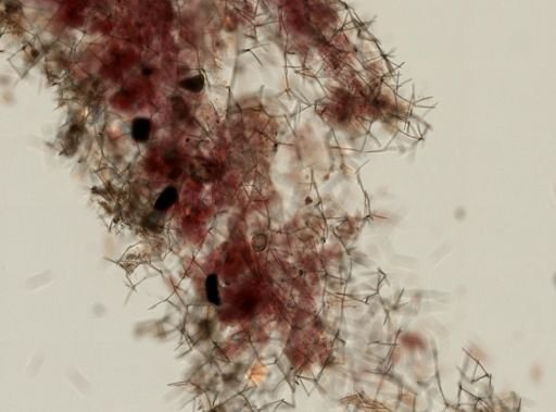 Haliclonidae