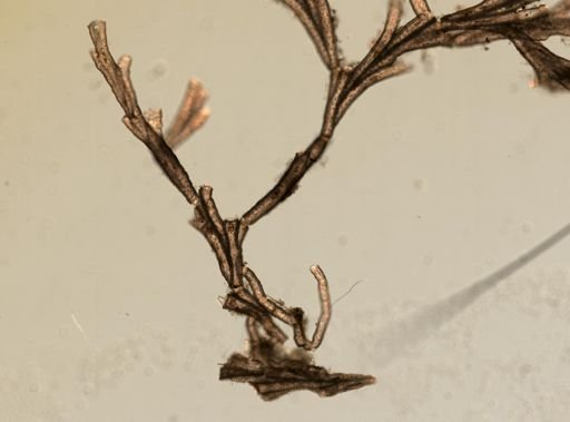 Crisia eburnea