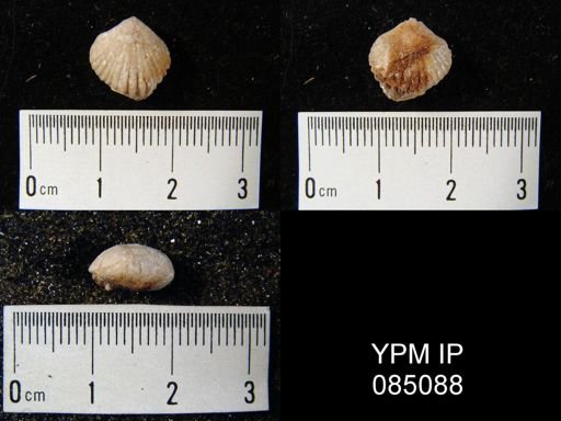 Uncinulus hebe