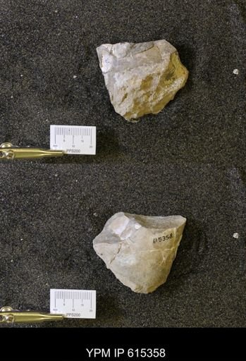 Baculites sp.