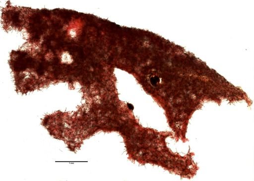 Myxilla incrustans