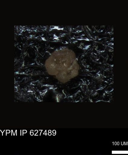 undet. Foraminiferida