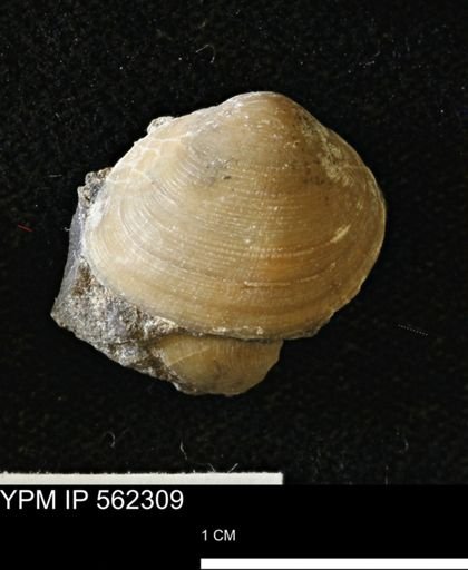 Limopsis striatopunctatus