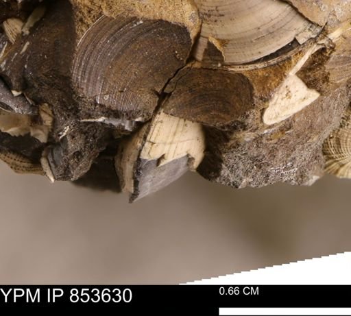 Limopsis striatopunctatus