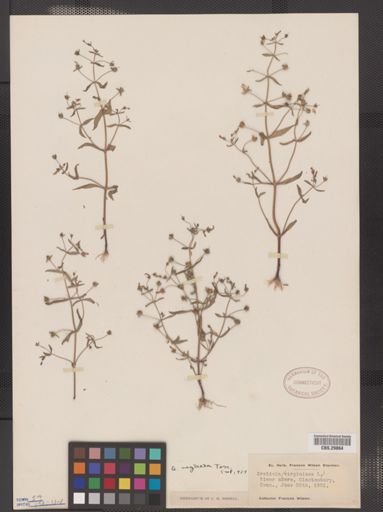 Gratiola neglecta
