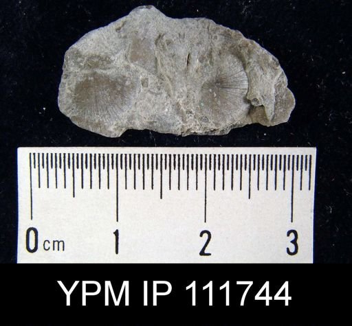 Brachyprion sp.