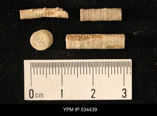 undet. Crinoidea