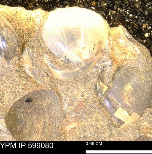 undet. Bryozoa