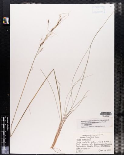 Piptochaetium avenaceum