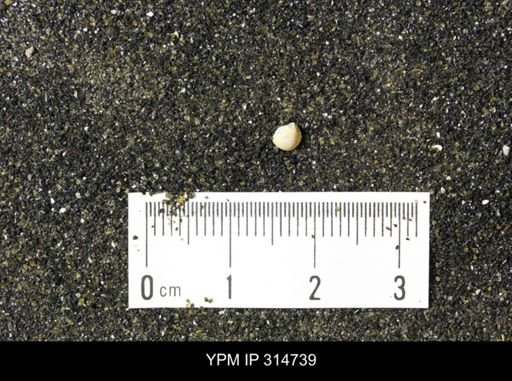 Protocardia