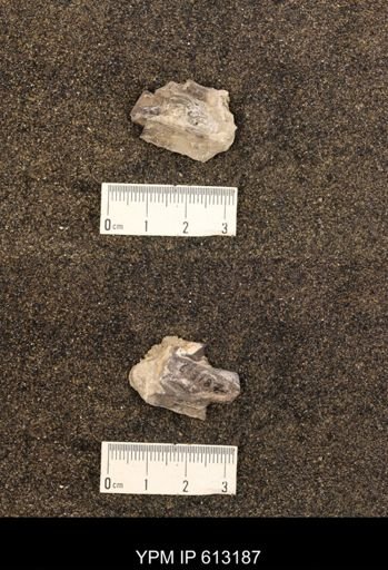 Baculites sp.