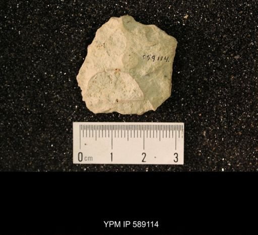 Sowerbyella sericea