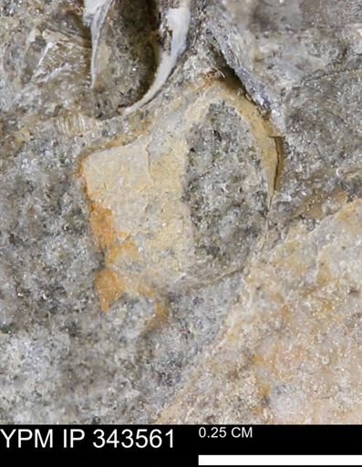 undet. Bivalvia