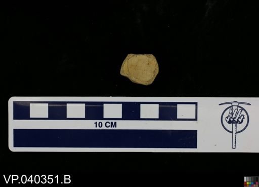 Clidastes sp.