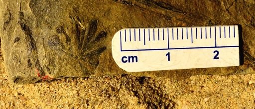 Annularia sp.