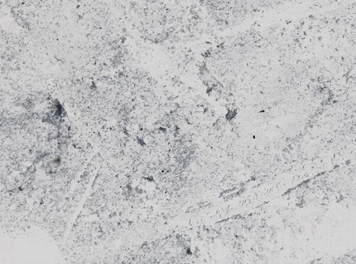 Trichomonas wenrichi