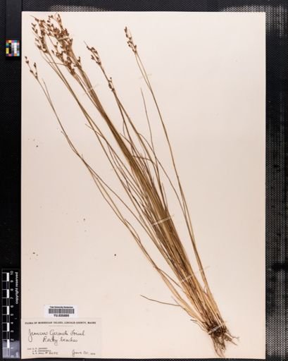 Juncus gerardii