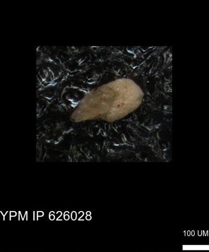 undet. Foraminiferida
