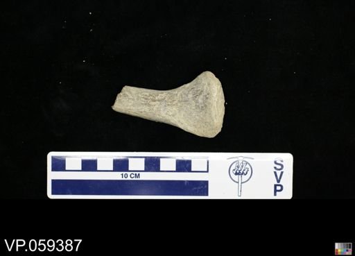 undet. Mosasauridae