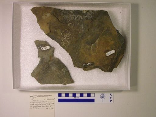 Turseodus acutus?
