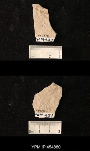 undet. Hymenoptera