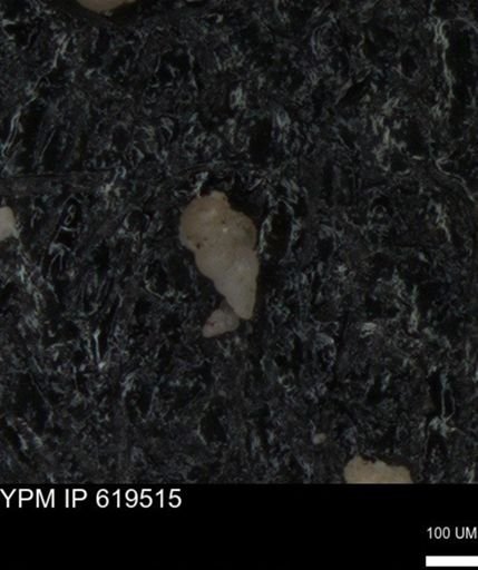 undet. Heterohelicidae