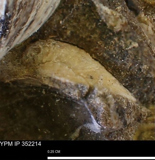undet. Bivalvia